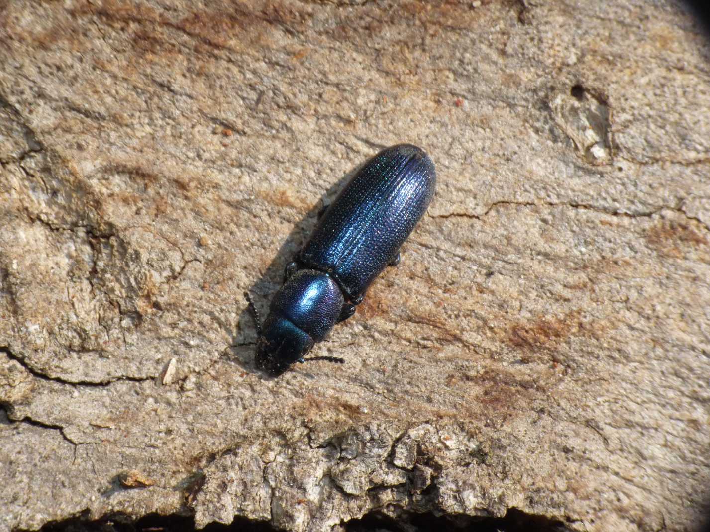 Temnochila caerulea